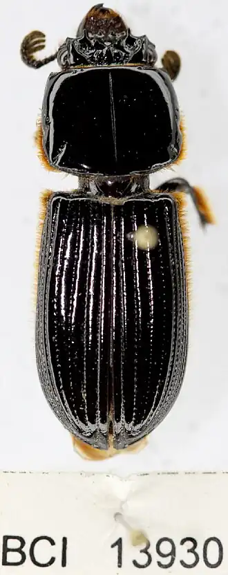 Passalus interstitialis