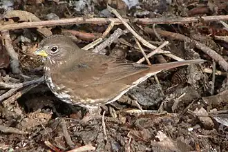 Grauwe roodstaartgors