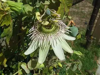 Passiflora gibertii