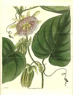 Passiflora ligularis door William Jackson Hooker
