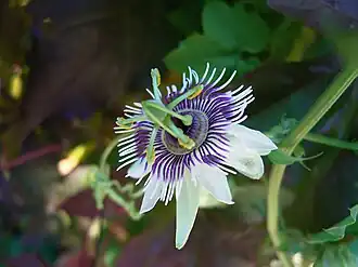 Passiflora morifolia