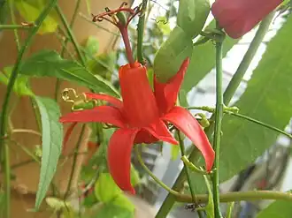 Passiflora murucuja