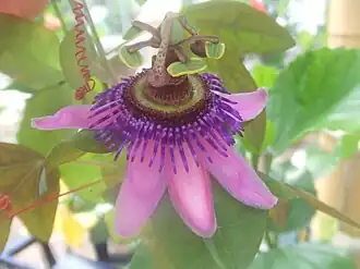 Passiflora picturata