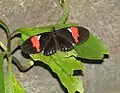 Heliconius melpomene