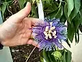 Passiflora 'Incense'
