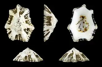 Patelloida saccharina