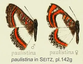 Synargis paulistina