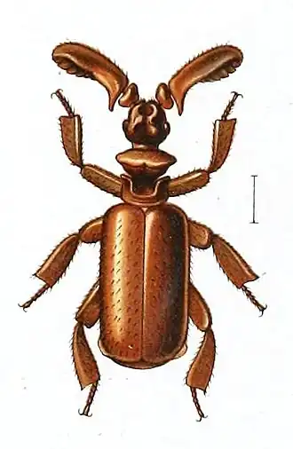 Paussus cochlearius