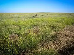 Ononderbroken prairie