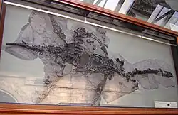 Het holotype in het Natural History Museum