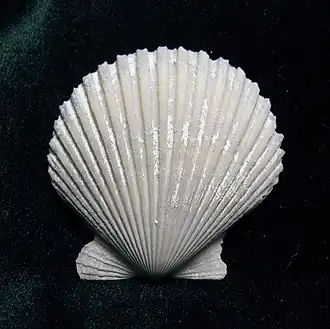 Argopecten ventricosus