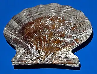 Flexopecten hyalinus