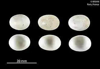 Pectinodonta aupouria