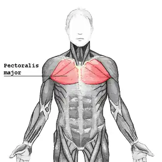 Musculus pectoralis major