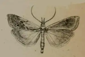 Pediasia desertellus