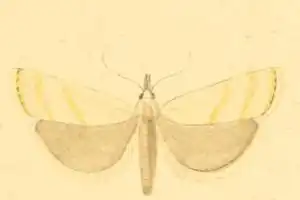 Pediasia subflavellus