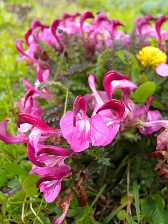 Pedicularis kerneri