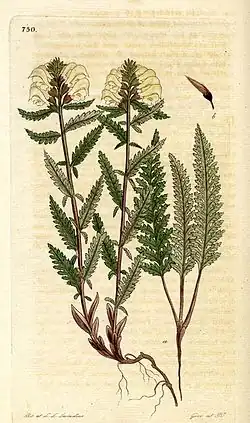 Pedicularis lapponica, getekend door Læstadius (1843)