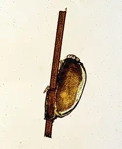 Ei of neet, goed zichtbaar is de lijmstof en het klepje bovenaan