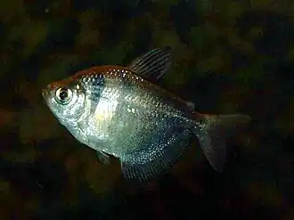Zwarte tetra