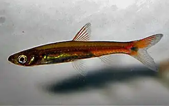 Pectenocypris korthausae