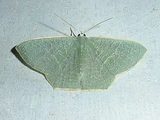 Pelagodes maipoensis