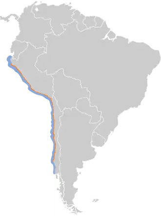 Chileens alkstormvogeltje