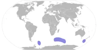 Zuid-Georgisch alkstormvogeltje
