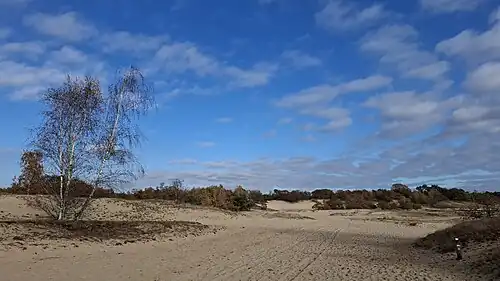 In de Drunense Duinen