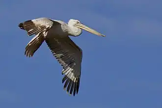 Kroekoppelikaan in vlucht