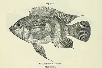 Pelmatochromis ocellifer
