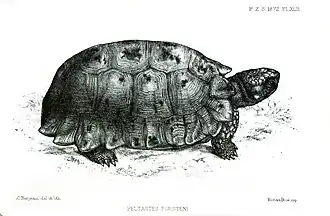 Indotestudo forstenii