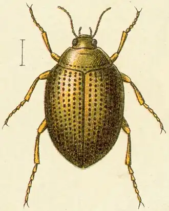 Peltodytes rotundatus