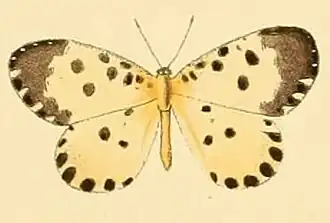 Pentila abraxas