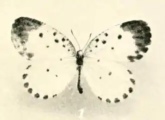 Pentila pardalena