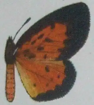 Pentila mombasae