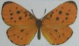 Pentila occidentalium