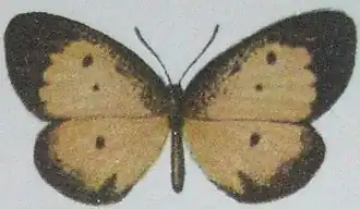 Pentila preussi