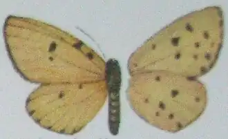 Pentila tropicalis