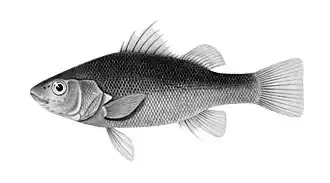 Percichthys melanops