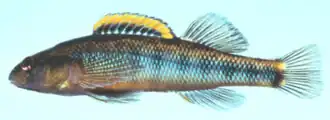 Percina roanoka