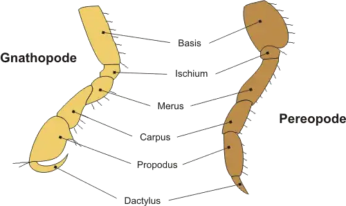 Algemeen bouwplan van de pereiopoden van een vlokreeftje