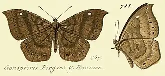 Eurybia pergaea