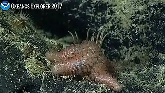 Peribolaster sp. (Korethrasteridae)