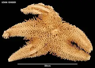 Peribolaster folliculatus