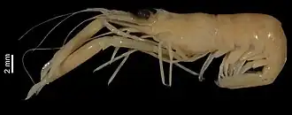 Periclimenes forcipulatus