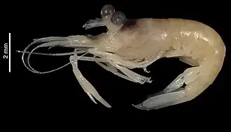 Periclimenes josephi