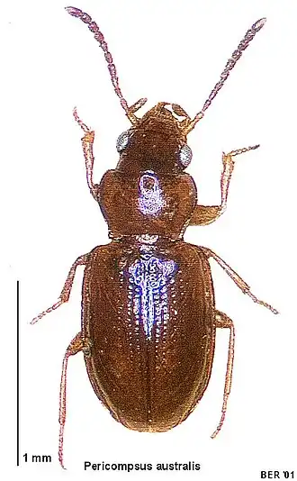 Pericompsus australis