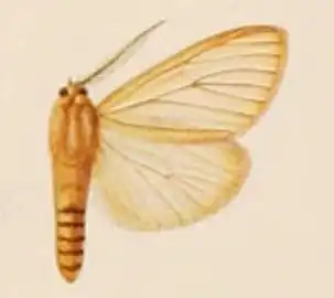 Estigmene neuriastis
