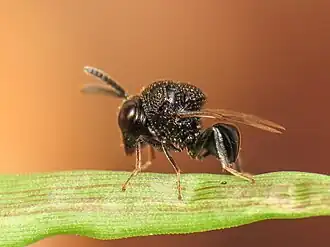 Perilampus minutalis